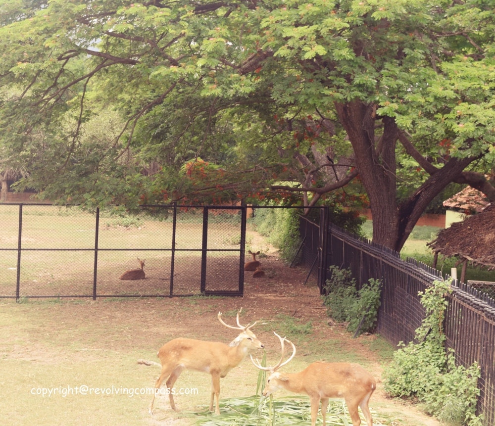 Mysore Zoo Deer