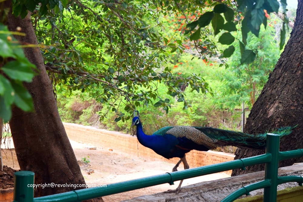 Mysore Zoo Peacock