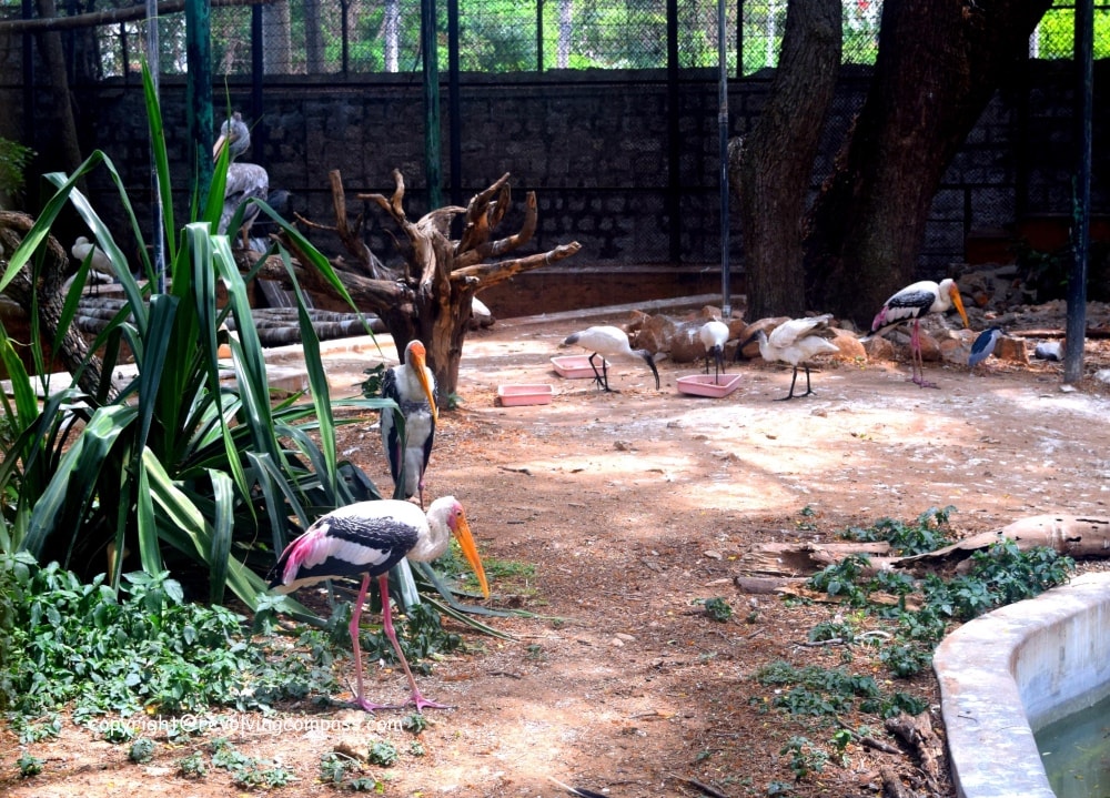 Mysore Zoo swan