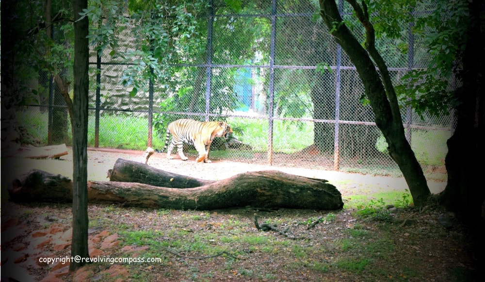 Mysore Zoo Tiger