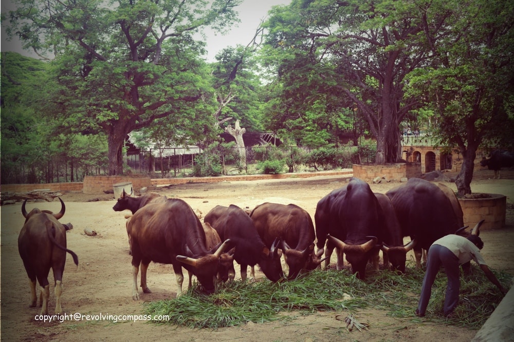 Mysore Zoo Bufallo