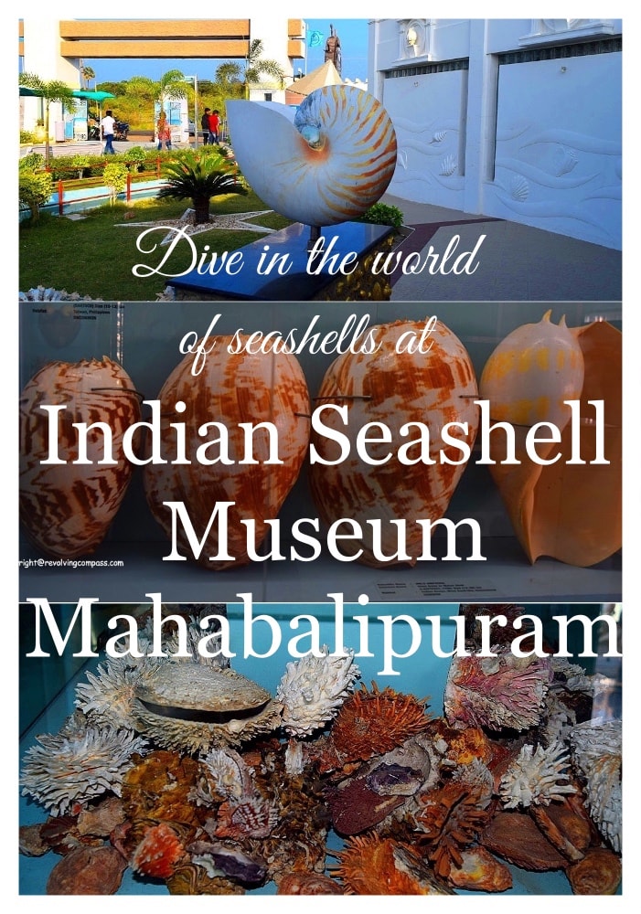 Indian Seashell Museum. That consists of the largest collection of seashells in Asia. It has over 2300 species of sea shells. And there are 40000 plus sea shells in this museum on display. A must see in Mahabalipuram