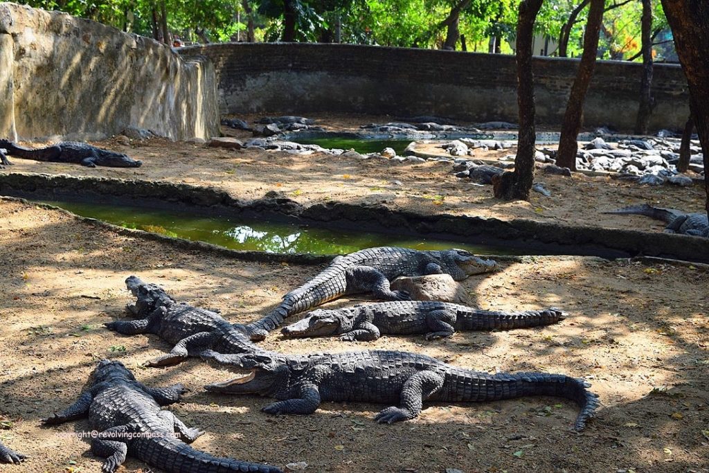 Crocodile farm : Things to do in Mahabalipuram