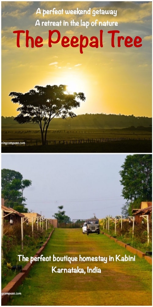 The Peepal Tree , Kabini | Karnataka | India | A perfect weekend getaway from Bangalore | An endeavor with nature and wildlife 