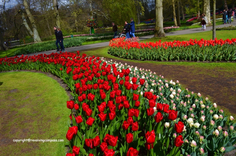 Keukenhof tulip garden in Amsterdam