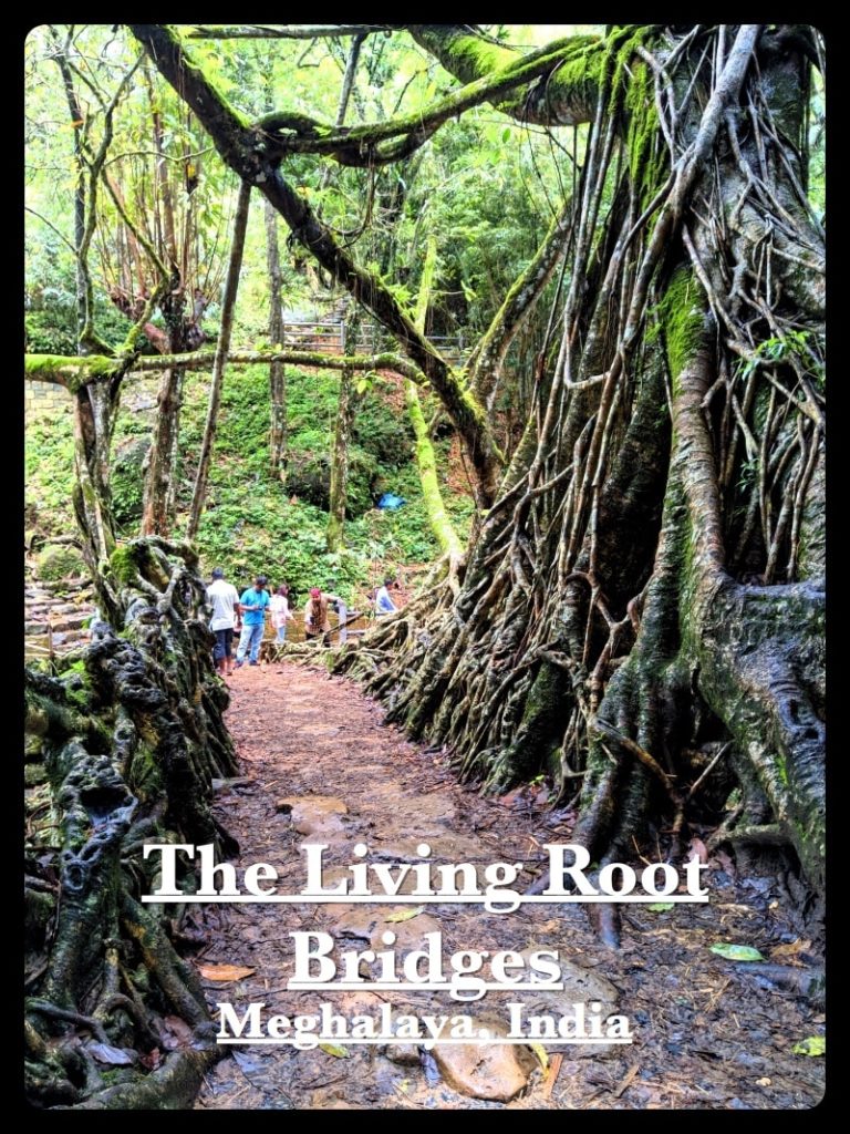 The Living Root Bridge in Meghalaya in village of Mawlynnong | India