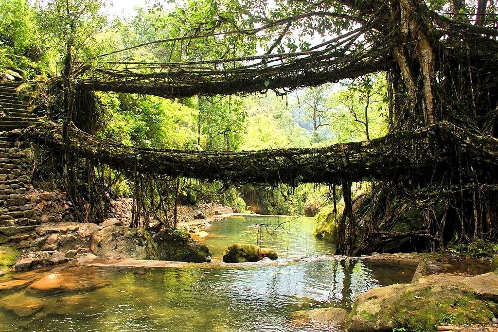 Double decker living root bridge | meghalaya | India