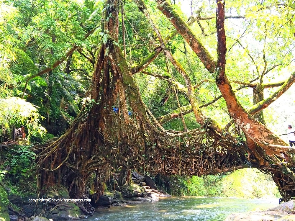 4 day trip to Meghalaya | Living Root Bridge