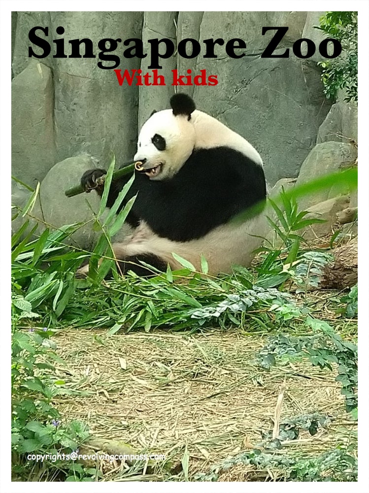 Visiting the Singapore Zoo with kids | How to make the most of your time at the Singapore zoo | Singapore zoo tickets | A day at the Singapore zoo