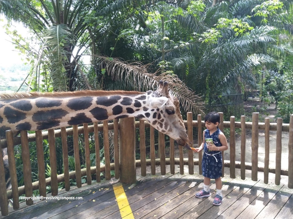visit Singapore zoo with kids