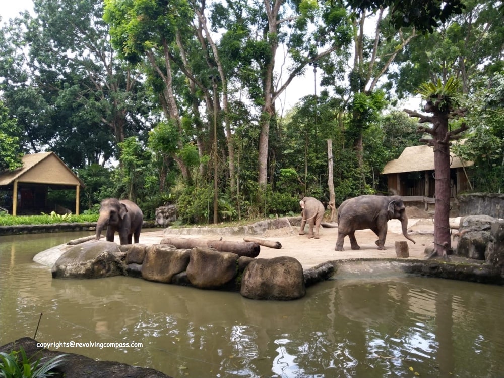 visit Singapore zoo with kids