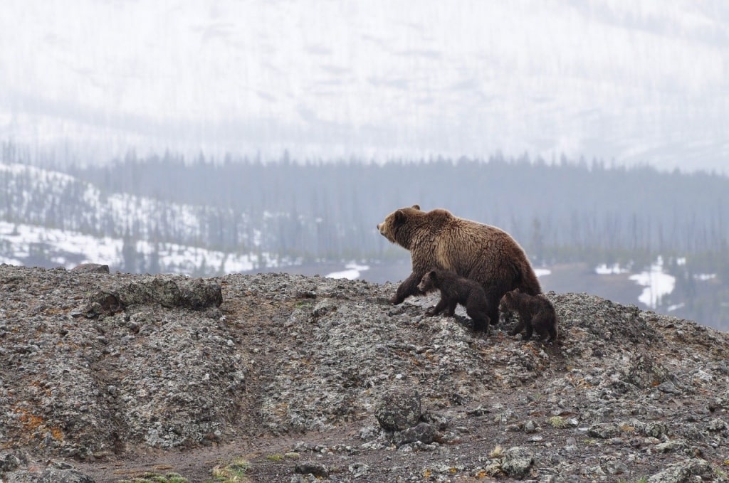 10 reasons you must visit Alaska | Wildlife in Alaska