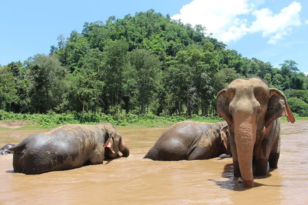 Elephant Sanctuary in Chiang Mai 