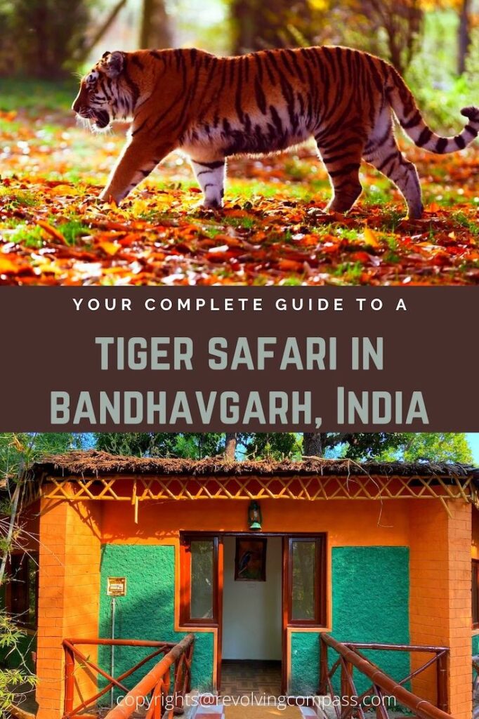 A Tryst with the Bengal Tiger during tiger safari at Bandhavgarh ...