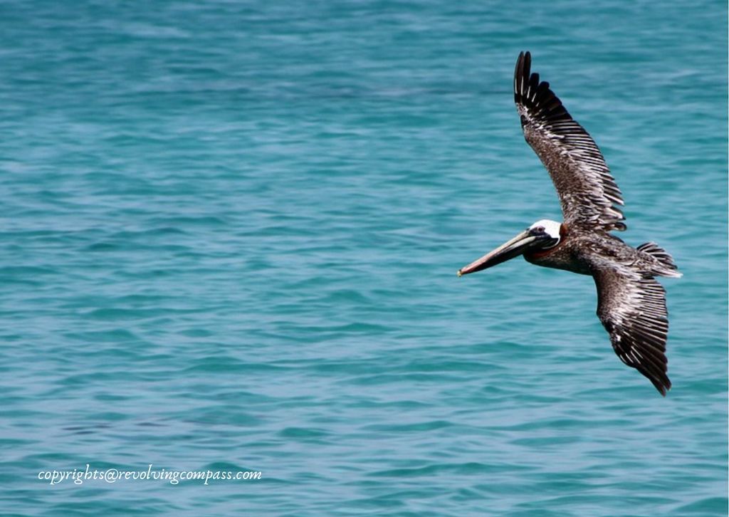 Greek Islands wildlife