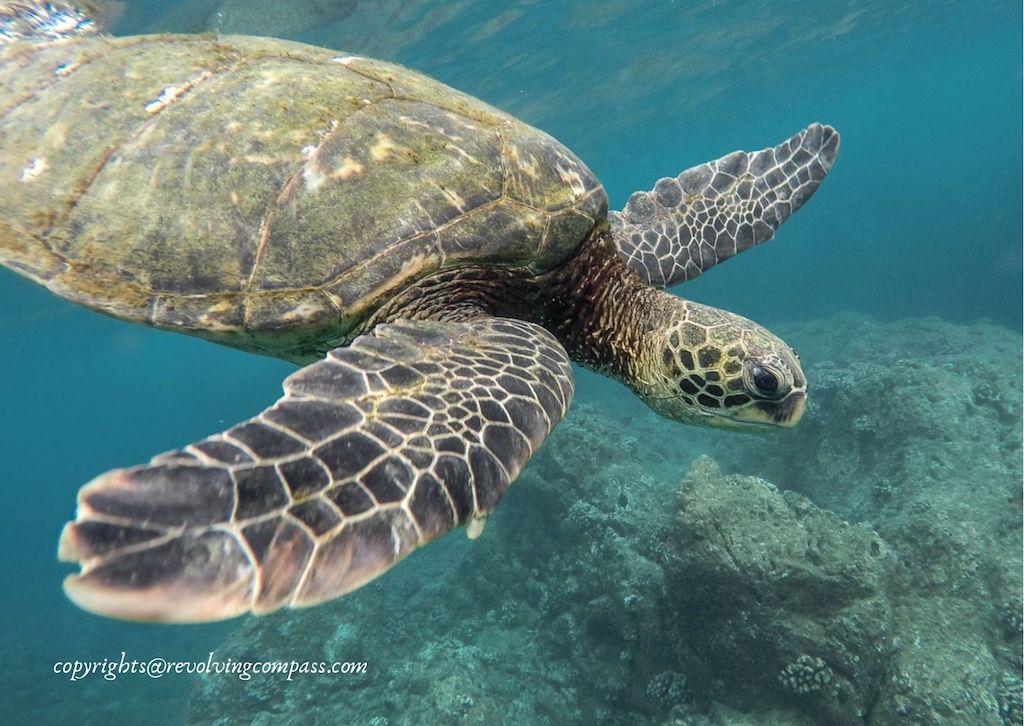 Greek Islands wildlife