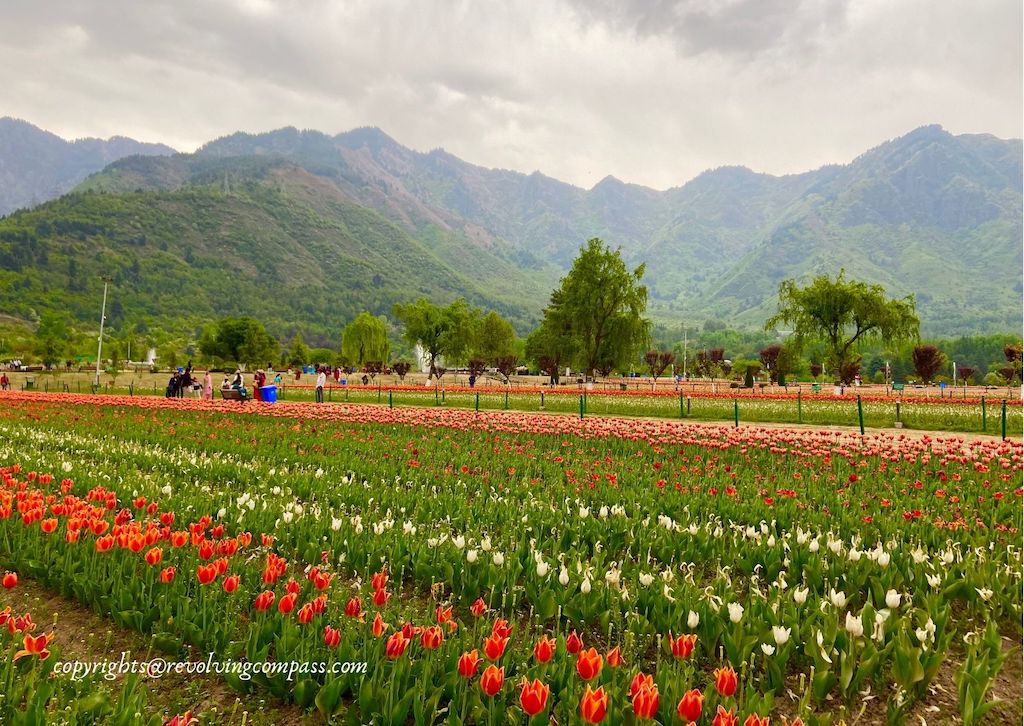 Tulip Gardens of Kashmir Asia's largest Tulip gardens The Revolving