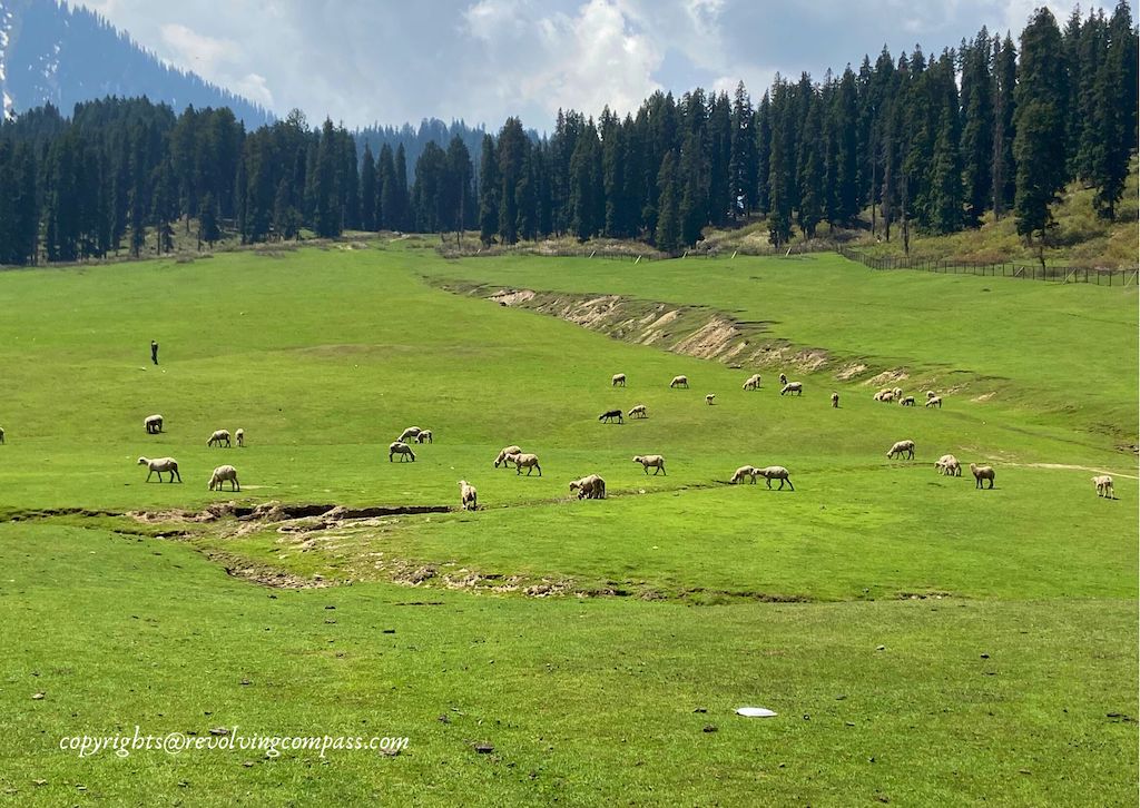 Doodhpathri Valley Kashmir