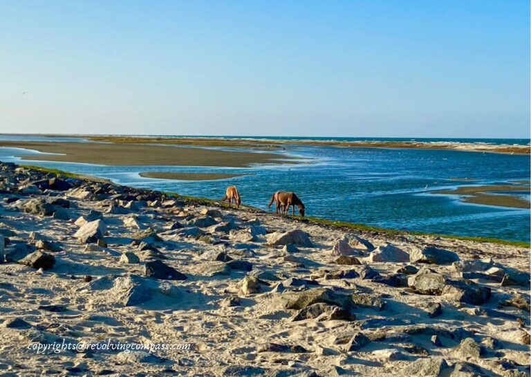 Complete guide to visit Dhanushkodi