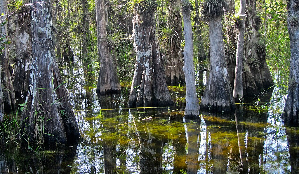 Natural Wonders of Florida