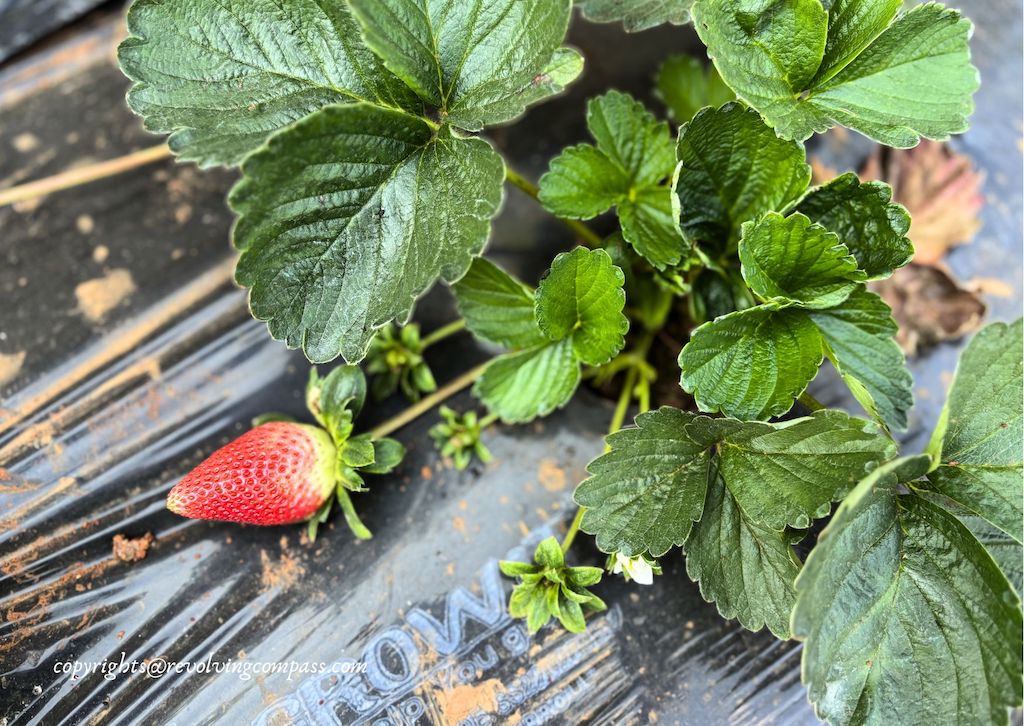 Unique things to do in Mahabaleshwar - Strawberry picking