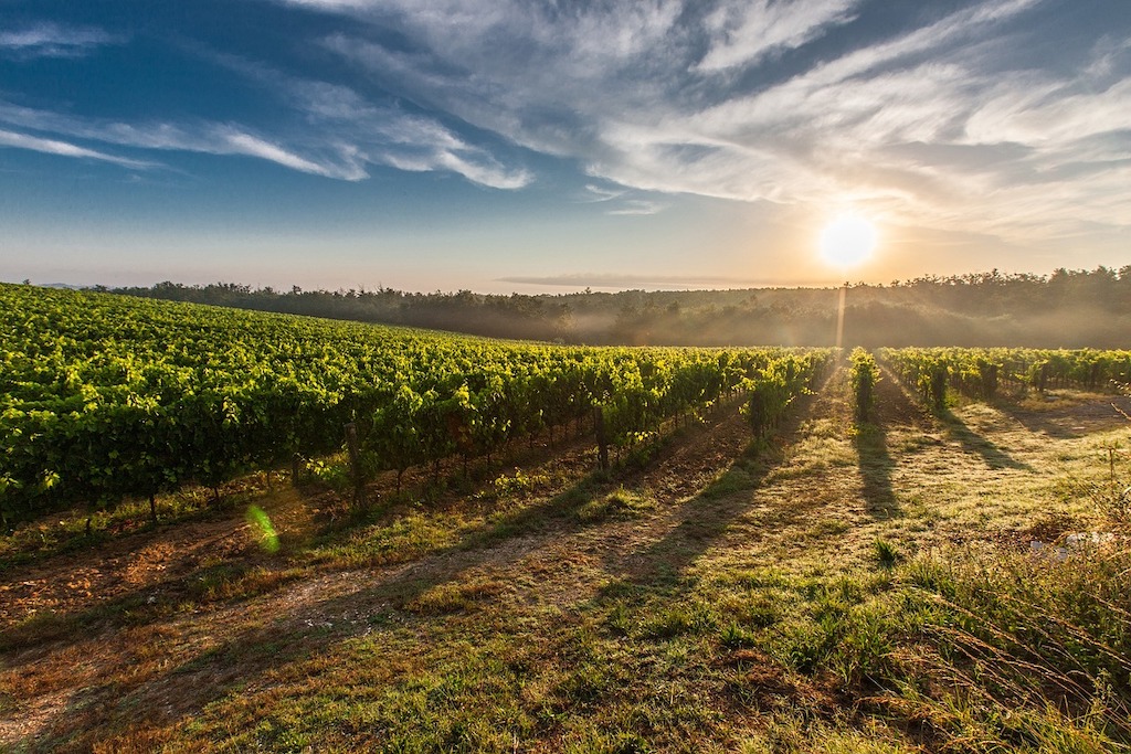 Experiencing the Nashik Vineyards – the Tuscany of India