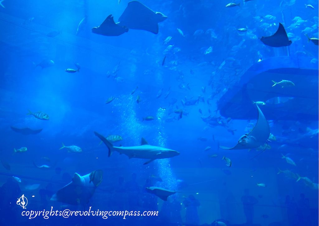 dubai aquarium virtual tour