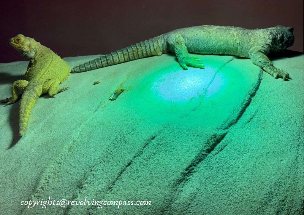 dubai aquarium virtual tour