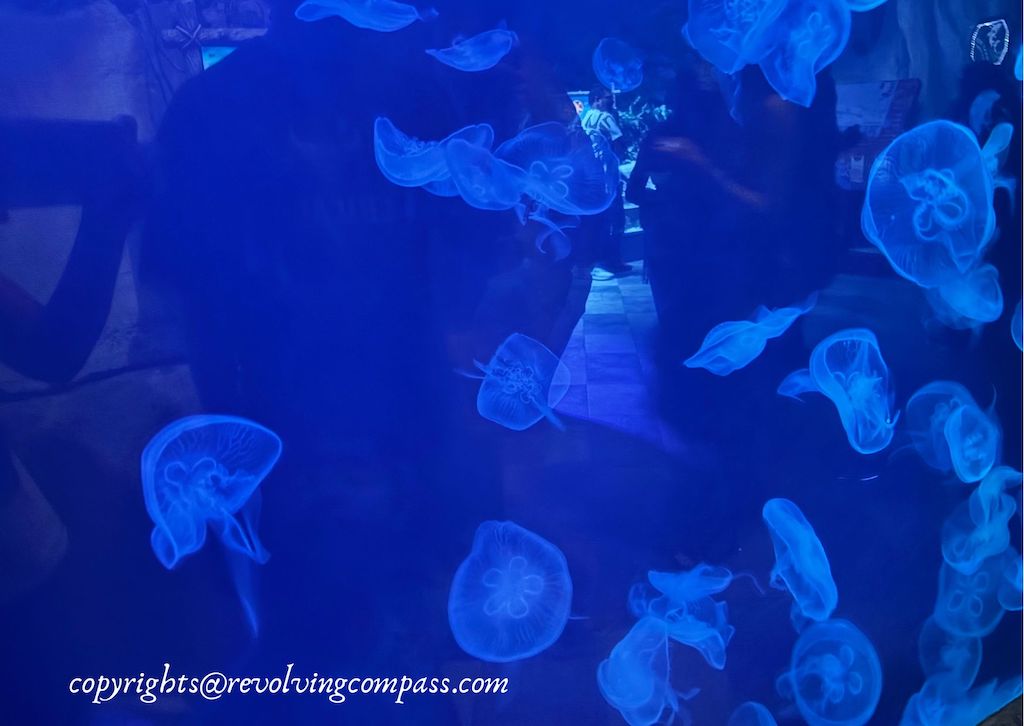 dubai aquarium virtual tour