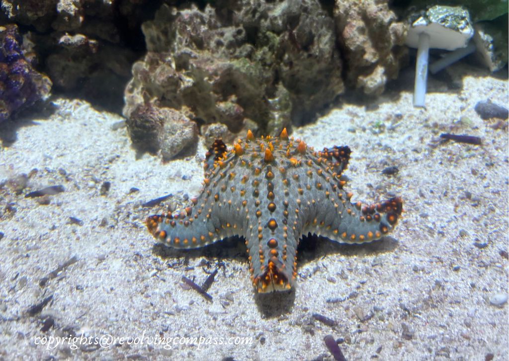 dubai aquarium virtual tour