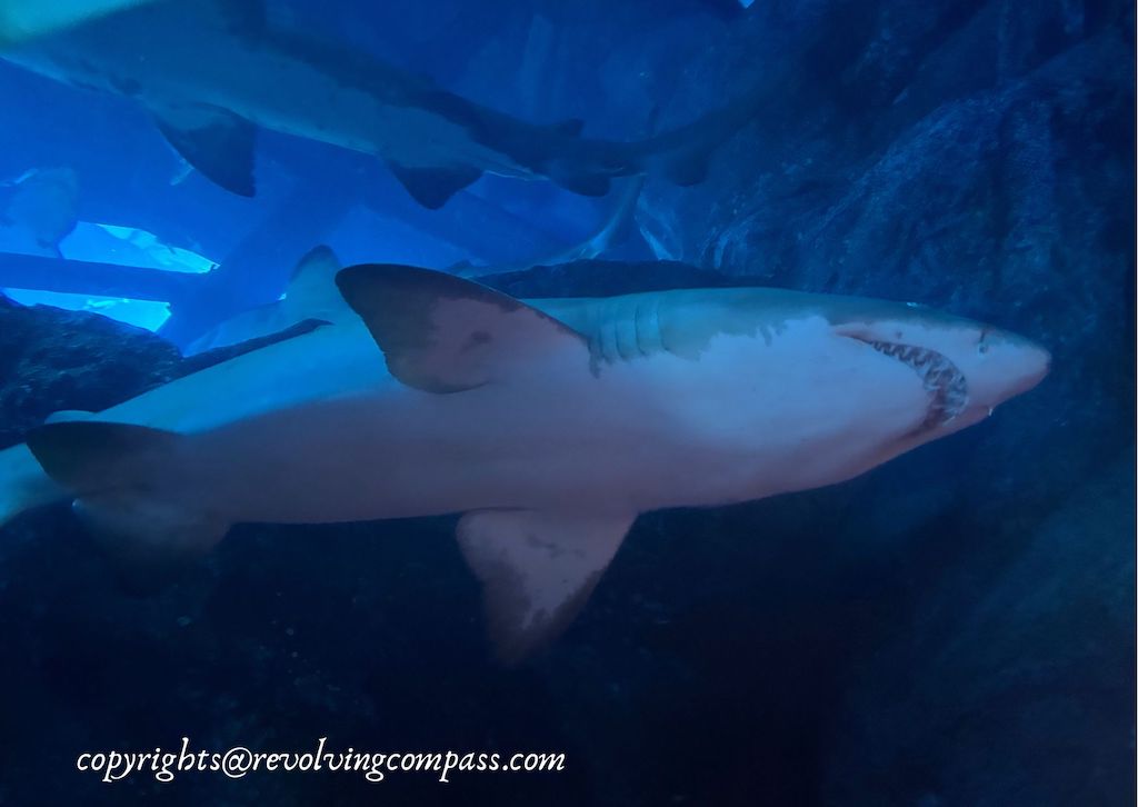 dubai aquarium virtual tour