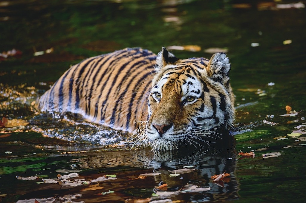 Explore The Beautiful Sundarbans Delta - A Complete Guide - The Revolving Compass