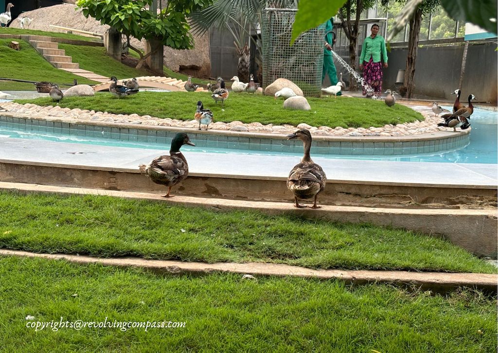 Birds at Eco zone Ramoji Film City